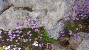 Alpine limestone flora (1)